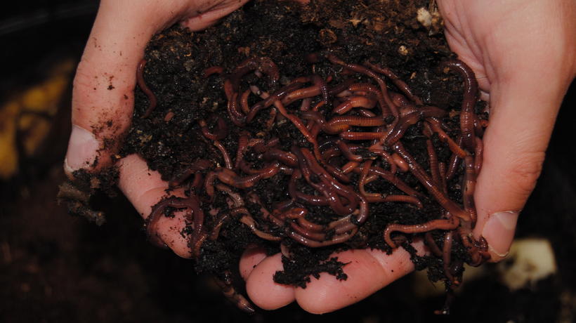 Redworms in vermicomposting bin