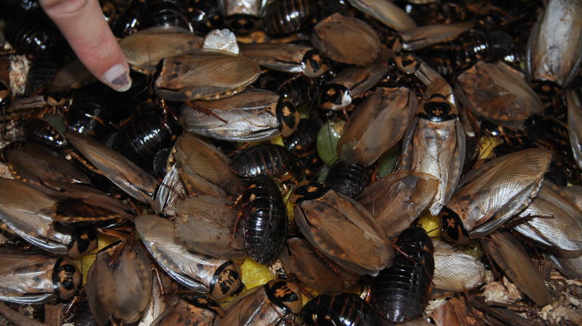 Roach composting sustainability internship project
