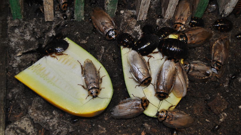Roaches eating food waste
