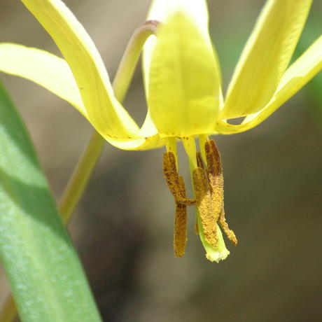 Trout lily growing in Environmental Study Area