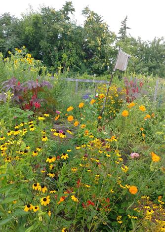 Community Organic Garden Beauty by Geoffrey Dickenson (Winner in Photo Category #3 Pollinator Landscapes)