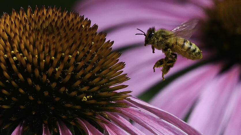 Bee & Flower by Thomas Kilber (Winner in Photo Category #1 Pollinators Up-Close) 