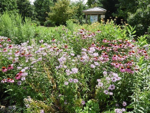 The Pollinator Garden at Tomlinson Arboretum submitted by Barb Baldinger (Winner in Photo Category: Pollinator Landscapes)