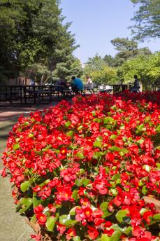 Closeup of red flowers with students sitting at tables in the distance