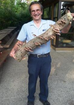 EIC staff member, John Berger, shows off log-grown shiitake mushrooms from the Mushroom Garden