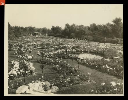 rose garden 1926