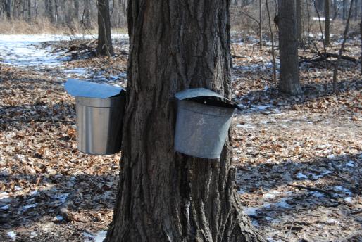 maple syrup science