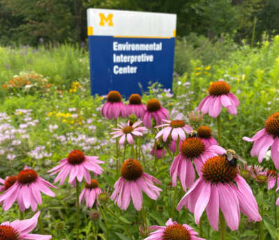 purple cone flowers and bees with Environmental Interpretive Sign in the background