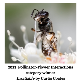 Pollinator- Flower Interactions- Insatiable by Curtis Coates