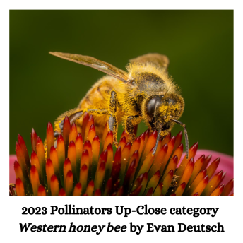 Pollinators Up-Close- Western honey bee by Curtis Coates