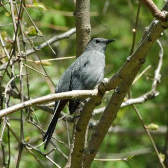 Gray Catbird on tree branch