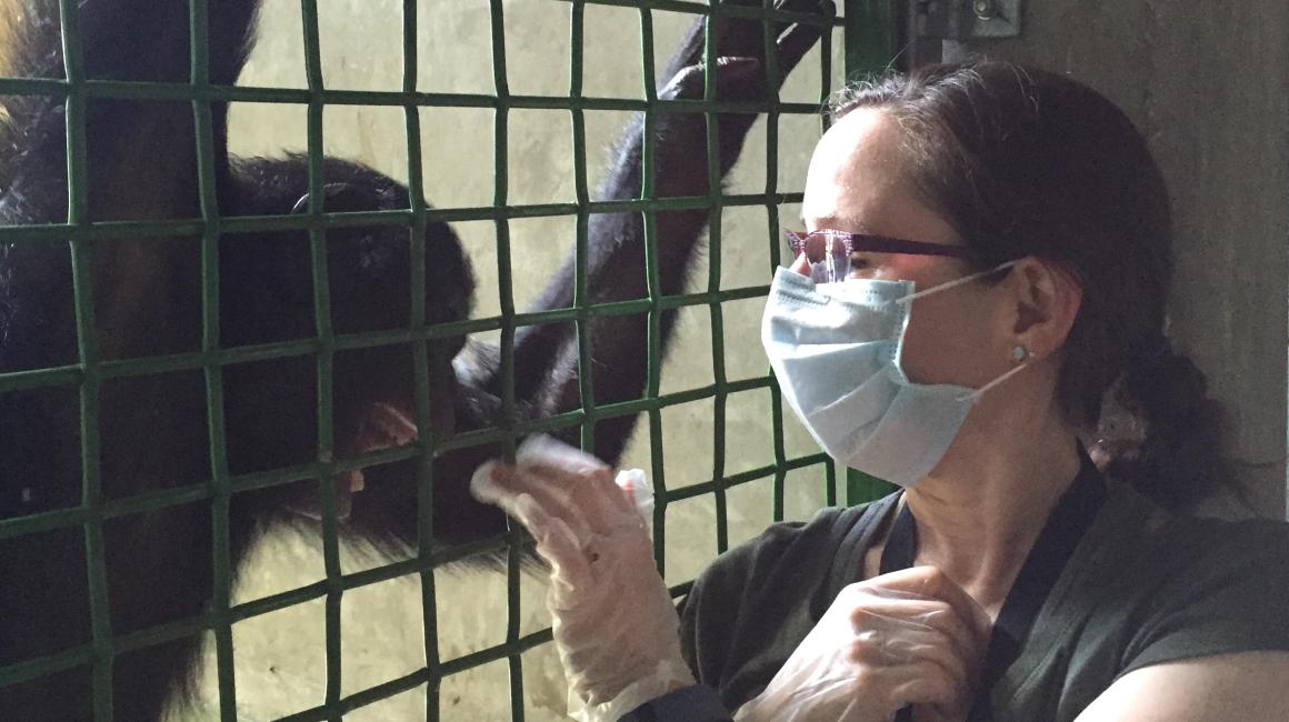 Bonobo Teco and Associate Professor Francine Dolins in the Ape Institute research facility.