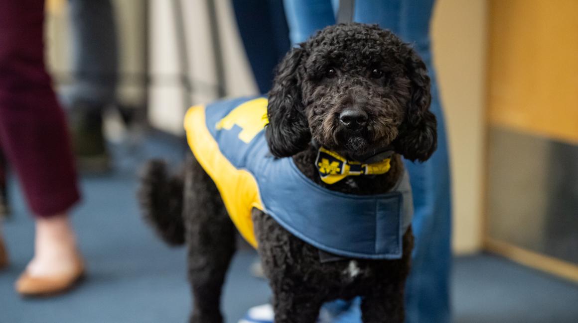 Moses the therapy dog wearing a maize and blue puffy dog vest