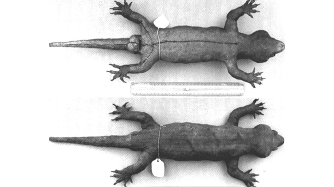 The front and underside of a 2-foot long taxidermy gecko