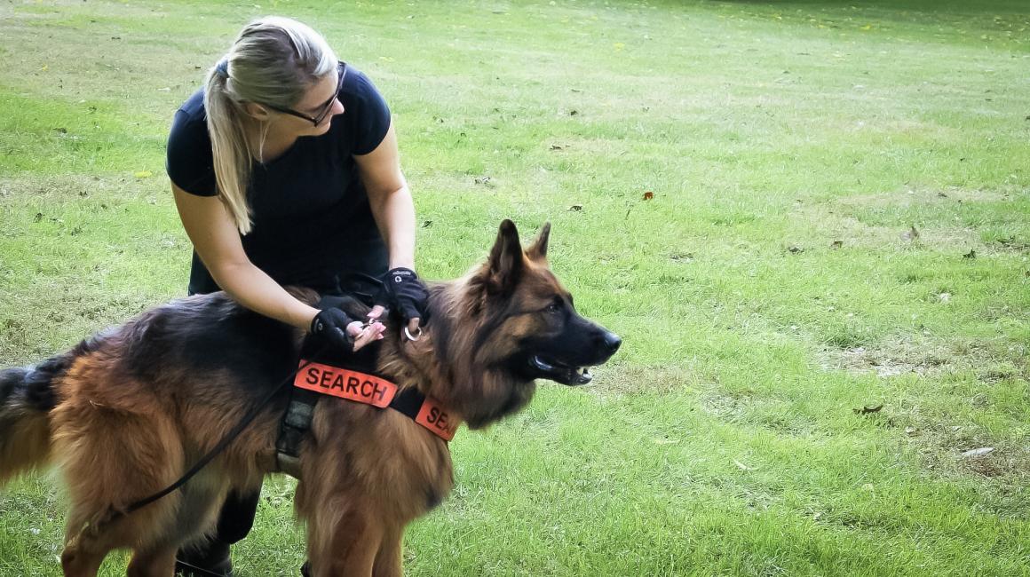 Vice Chancellor for Institutional Advancement Casandra Ulbrich trains her search and rescue dog Gryphon, a German shepherd. 