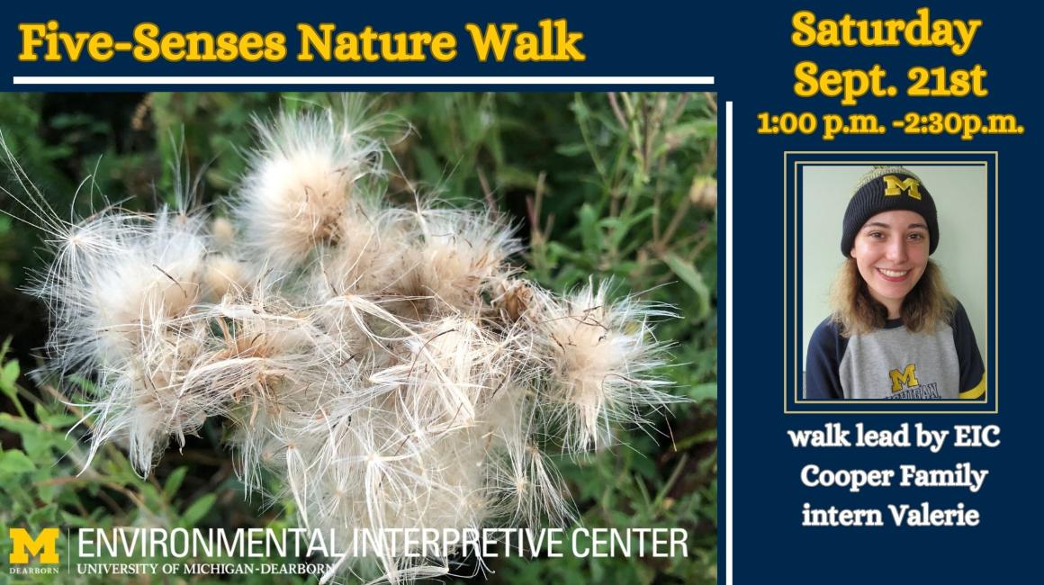 Milkweed seeds pictured with EIC staff worker Valerie. Text overlay reads 5 senses nature walk, sept 21 1-2:30pm Walk lead by EIC Parkhurst Fellow Valerie.