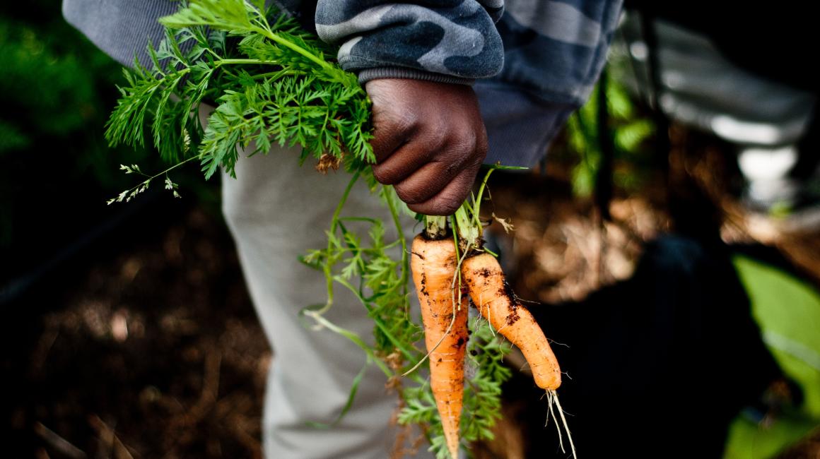 A Black woman’s hand holding two freshly pulled carrots.