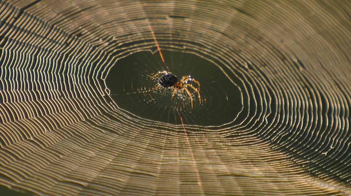 A small, black spider sitting in the middle of a spider web.