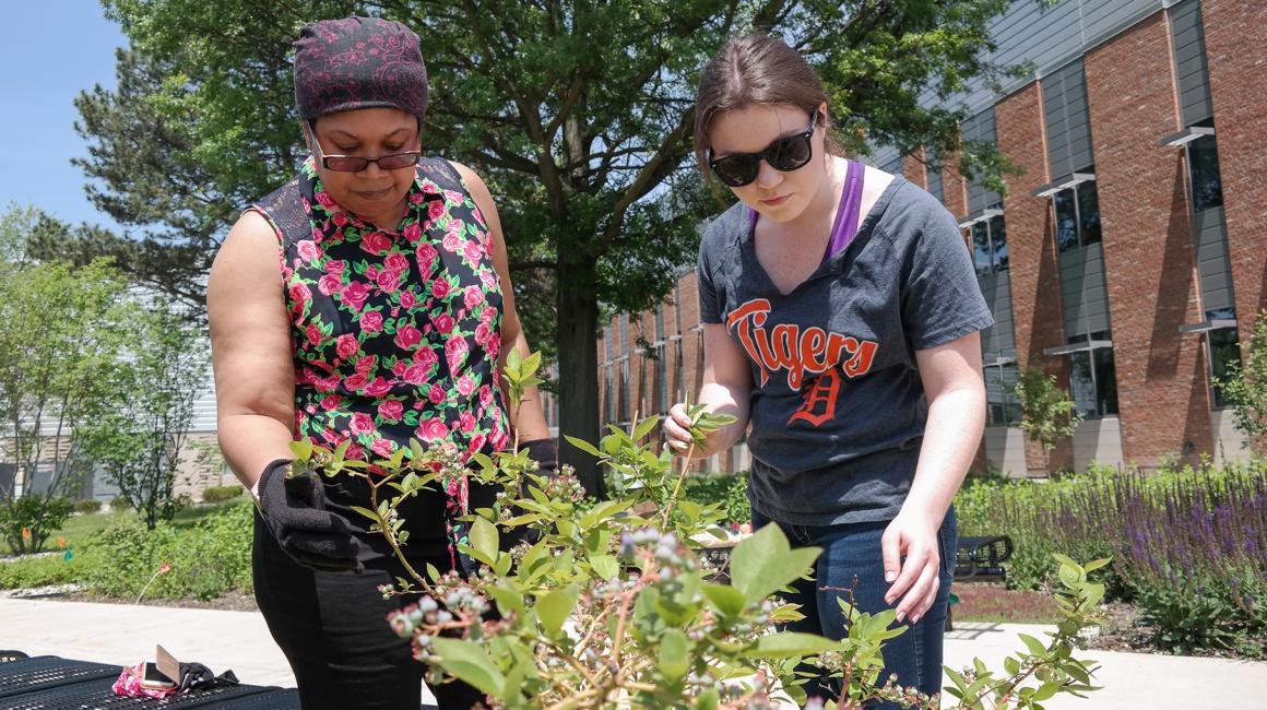Fannetta Watson (L) and Ashleigh Schoeninger (R) are standing behind a plant in the university's orchard. Fannetta is a middle-aged Black woman wearing a pair of rectangular glasses, black skinny jeans, and a sleeveless rose-patterned top with a pair of black work gloves. Her hair is tucked into a bandana. Ashleigh is a young white woman wearing a pair of black sunglasses, dark denim skinny jeans, a Detroit Tigers tee, and a purple sports bra underneath.