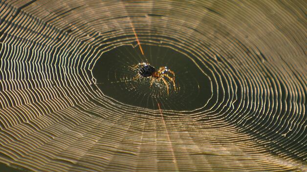 Photo of an orb weaver spider on its web.