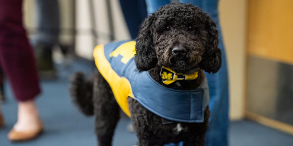 Usc 2024 therapy dog