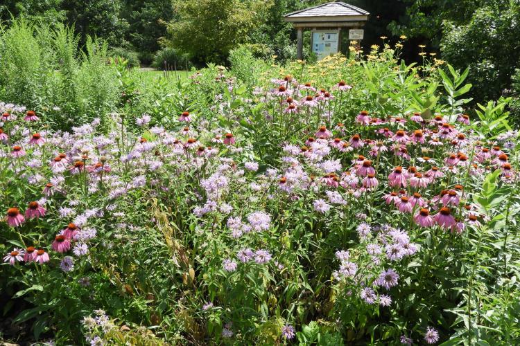 Pollinator Garden at Tomlinson Arboretum by Barb Baldingerv