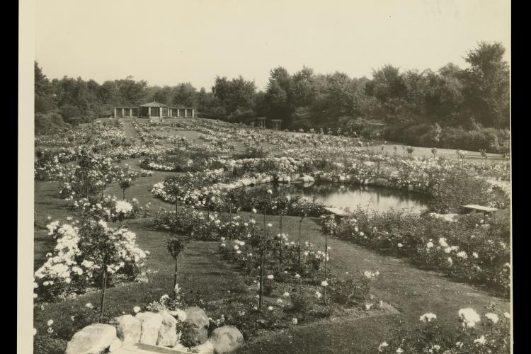 Clara Ford's Rose Garden, circa 1926