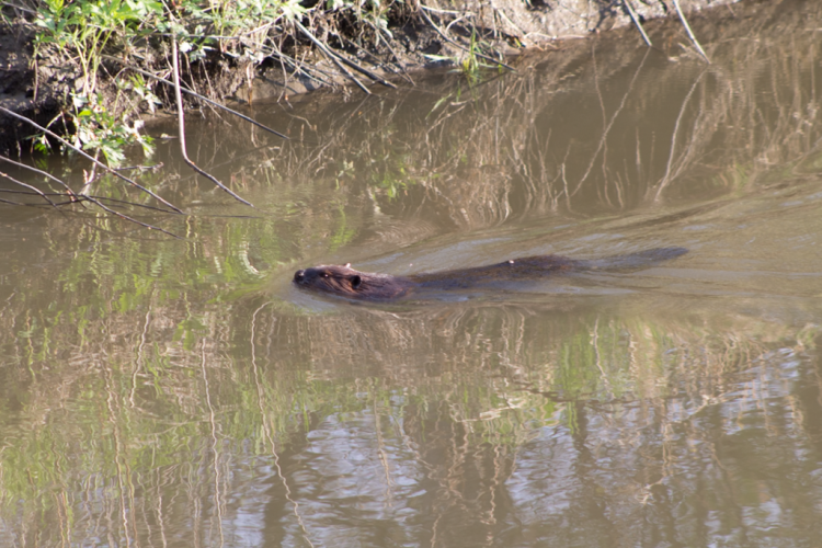 Beaver swimming in the Rouge River