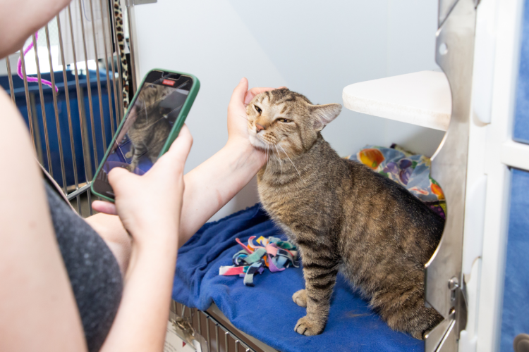 Christina Townsend photographs a cat up for adoption at the Friends for Animals of Metro Detroit animal shelter