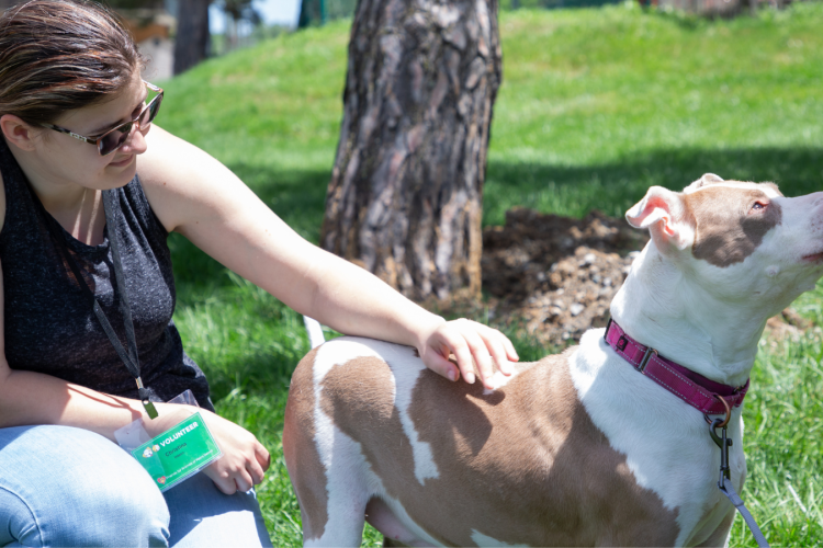 Christina Townsend pets a dog up for adoption at the Friends for Animals of Metro Detroit animal shelter. 